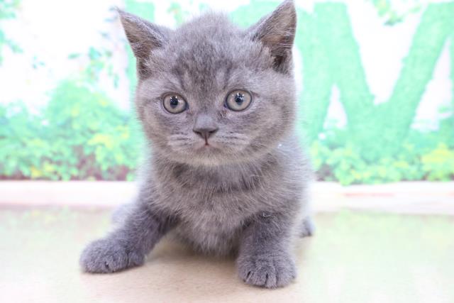 青森県のブリティッシュショートヘアー (Coo&RIKU青森店/2023年3月1日生まれ/男の子/ブルー)の子猫