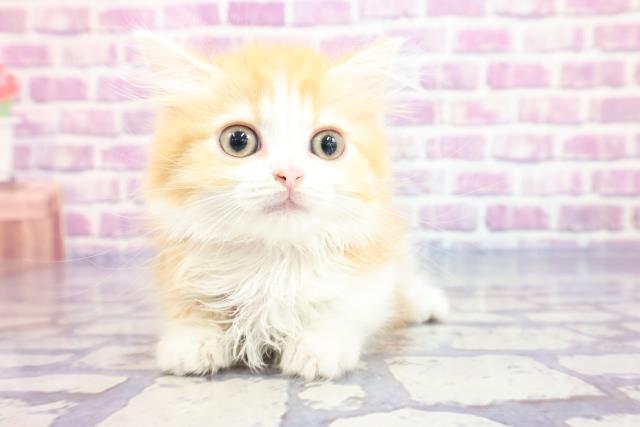 大阪府のミヌエット (Coo&RIKU和泉店/2023年3月8日生まれ/女の子/レッドタビーホワイト)の子猫