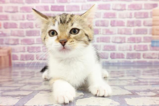 三重県のマンチカン (Coo&RIKU四日市店/2023年3月8日生まれ/女の子/ブラウンパッチドタビーホワイト)の子猫