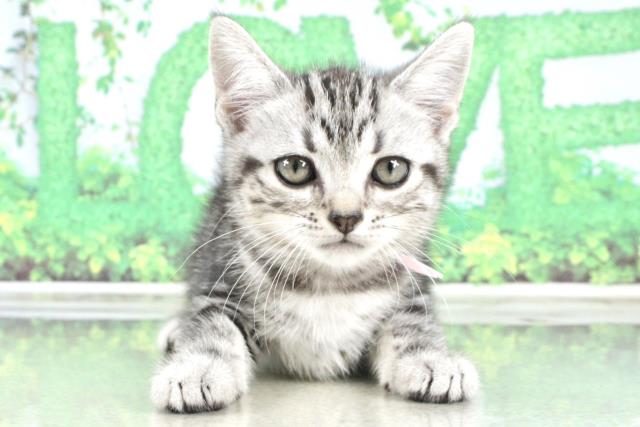 千葉県のアメリカンショートヘアー (Coo&RIKU南柏店/2023年3月8日生まれ/女の子/シルバータビー)の子猫