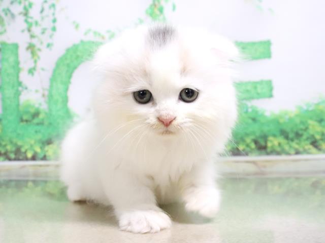 東京都のスコティッシュフォールド (Coo&RIKU中野サンモール店/2023年3月12日生まれ/女の子/ダイリュートキャリコ)の子猫