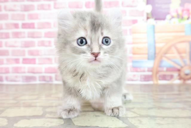 鹿児島県のアメリカンカール (Coo&RIKU鹿児島店/2023年3月11日生まれ/女の子/ブルータビー)の子猫