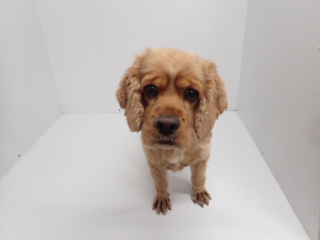 アメリカン・コッカースパニエル