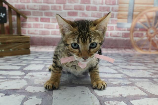 鹿児島県のトイガー (Coo&RIKU鹿児島店/2023年3月9日生まれ/女の子/ブラウンスポットタビー)の子猫