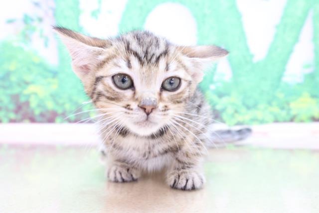 宮城県のベンガル (Coo&RIKU仙台太白店/2023年3月2日生まれ/女の子/ブラウンスポットタビー)の子猫の1枚目の画像