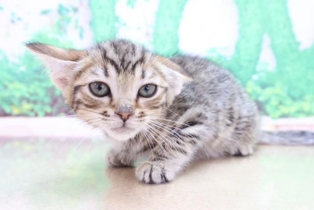 宮城県のベンガル (Coo&RIKU仙台太白店/2023年3月2日生まれ/女の子/ブラウンスポットタビー)の子猫の2枚目の画像