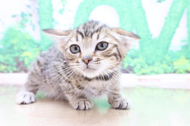 宮城県のベンガル (Coo&RIKU仙台太白店/2023年3月2日生まれ/女の子/ブラウンスポットタビー)の子猫の3枚目の画像