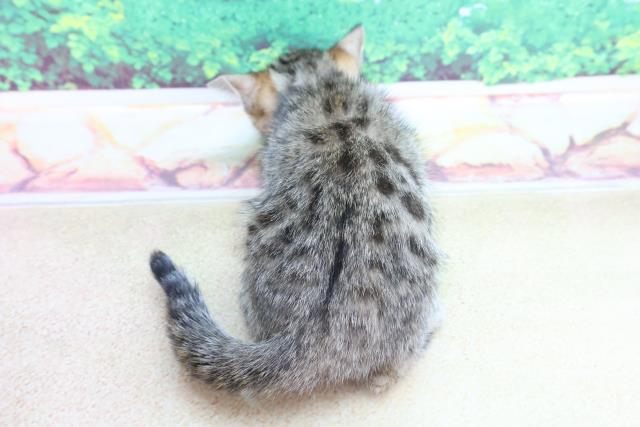 宮城県のベンガル (Coo&RIKU仙台太白店/2023年3月2日生まれ/女の子/ブラウンスポットタビー)の子猫の4枚目の画像