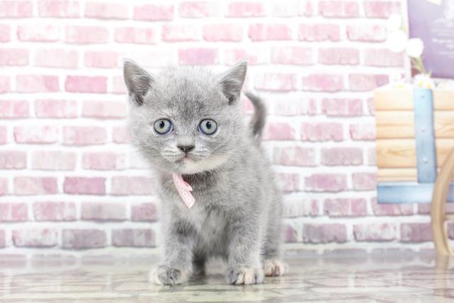 新潟県のブリティッシュショートヘアー (Coo&RIKU新潟西店/2023年3月13日生まれ/女の子/ブルークリーム)の子猫