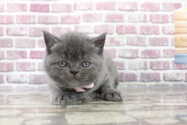 岩手県のブリティッシュショートヘアー (Coo&RIKU岩手盛岡店/2023年3月13日生まれ/女の子/ブルー)の子猫