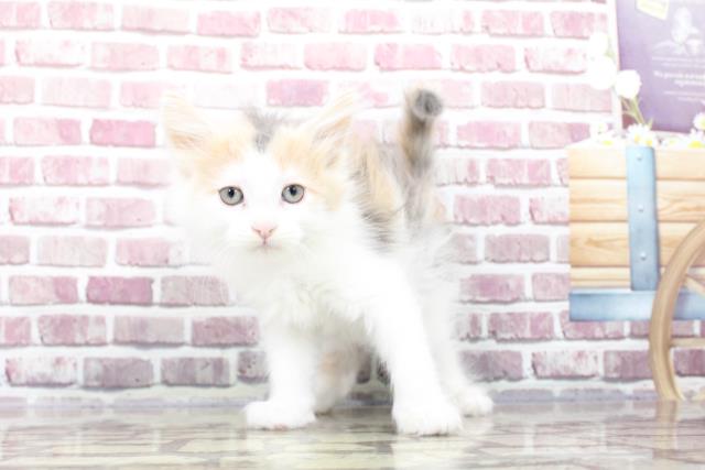 新潟県のノルウェージャンフォレストキャット (Coo&RIKU長岡店/2023年3月12日生まれ/女の子/ダイリュートキャリコ)の子猫