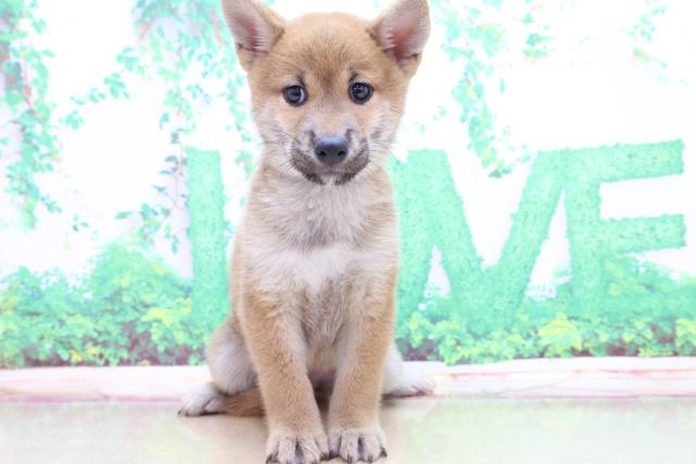 柴犬