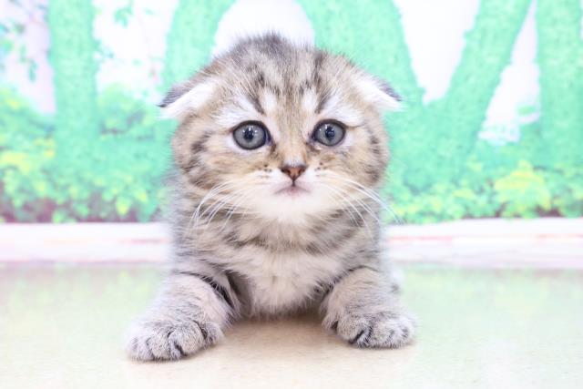 兵庫県のスコティッシュフォールド (Coo&RIKU尼崎店/2023年3月15日生まれ/女の子/ブラウンタビー)の子猫