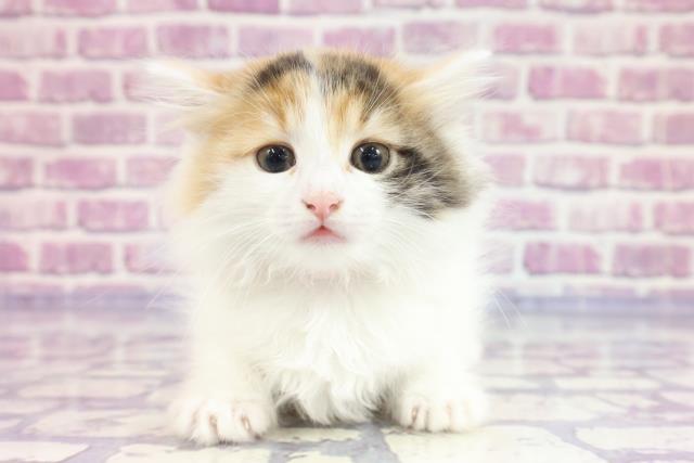大阪府のミヌエット (Coo&RIKU高槻店/2023年3月19日生まれ/女の子/ブラウンパッチドタビーホワイト)の子猫