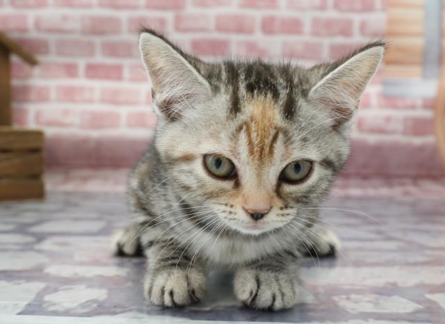 熊本県のアメリカンショートヘアー (Coo&RIKUカリーノ玉名店/2023年3月14日生まれ/女の子/シルバーパッチドタビー)の子猫