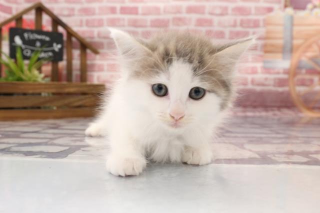 福岡県のノルウェージャンフォレストキャット (Coo&RIKU福岡西店/2023年3月9日生まれ/女の子/ブラウンタビーホワイト)の子猫