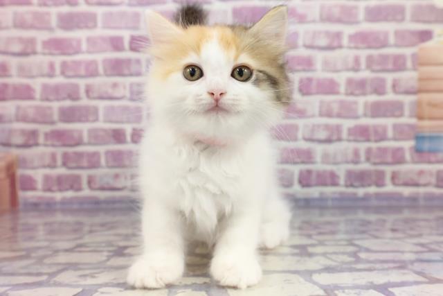 沖縄県のラガマフィン (Coo&RIKU沖縄浦添店/2023年3月16日生まれ/女の子/キャリコ)の子猫