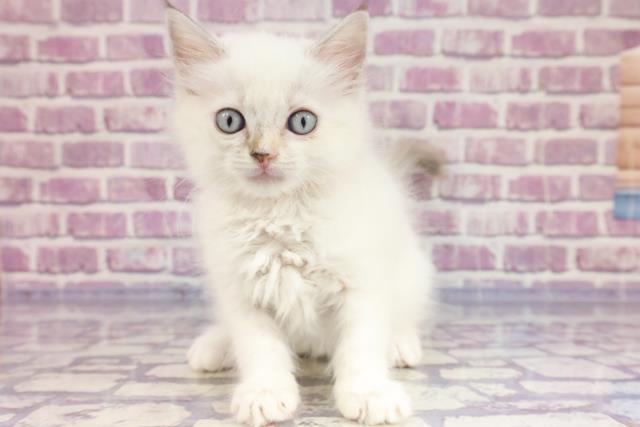 東京都のラガマフィン (Coo&RIKU赤坂店/2023年3月16日生まれ/女の子/シールリンクスポイント)の子猫