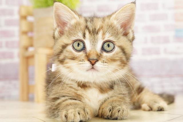 島根県のミヌエット (Coo&RIKU出雲店/2023年3月18日生まれ/女の子/ブラウンパッチドタビー)の子猫