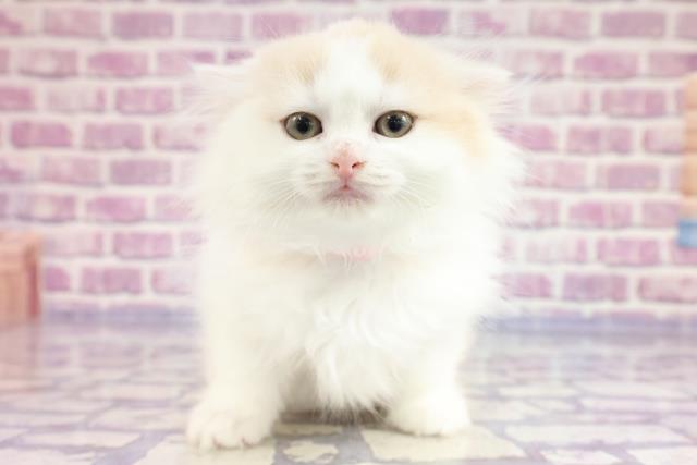 千葉県のスコティッシュフォールド (Coo&RIKU南柏店/2023年3月16日生まれ/女の子/クリームタビーホワイト)の子猫