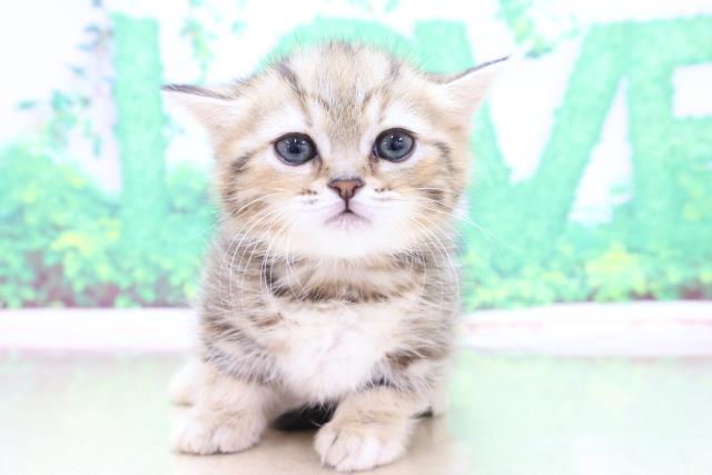 茨城県のミヌエット (Coo&RIKU筑西店/2023年3月20日生まれ/女の子/ブラウンパッチドタビー)の子猫