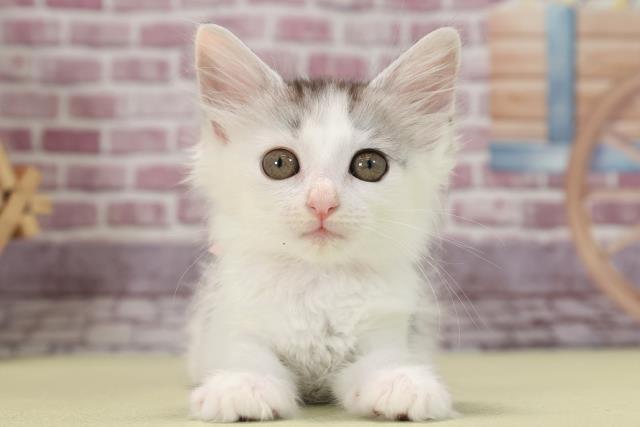 茨城県のノルウェージャンフォレストキャット (Coo&RIKU筑西店/2023年3月19日生まれ/女の子/シルバーパッチドタビーホワイト)の子猫