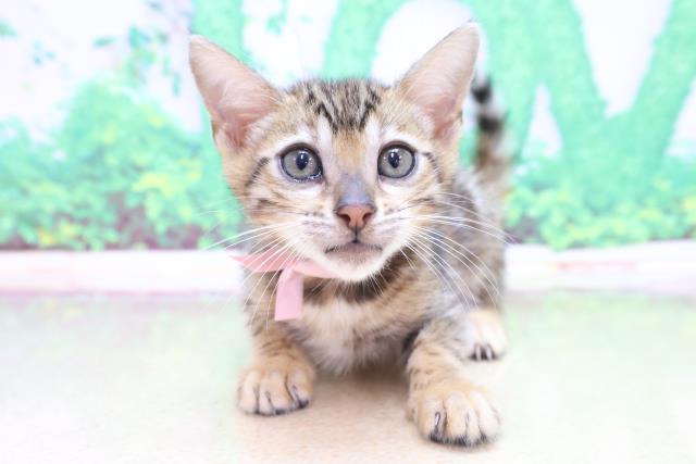 青森県のベンガル (Coo&RIKU青森店/2023年3月14日生まれ/女の子/ブラウンスポットタビー)の子猫