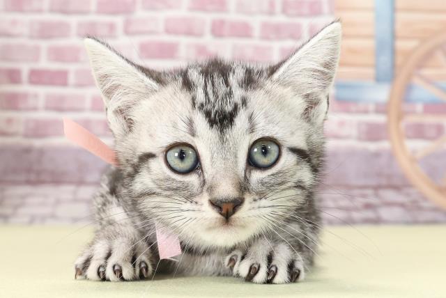 群馬県のアメリカンショートヘアー (Coo&RIKU前橋店/2023年3月25日生まれ/女の子/シルバータビー)の子猫