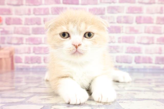 山形県のスコティッシュフォールド (Coo&RIKUイオンタウン酒田店/2023年3月24日生まれ/男の子/クリームタビーホワイト)の子猫