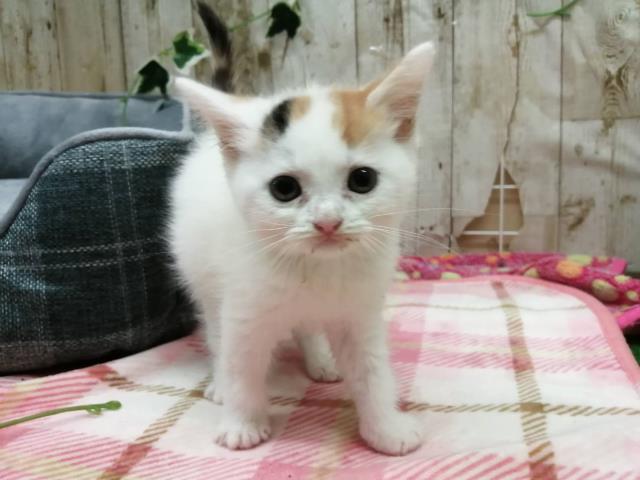 スコティッシュフォールド