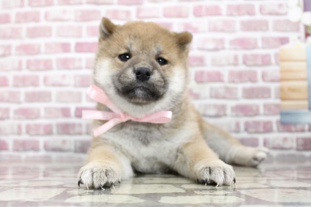 柴犬
