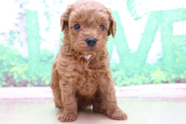 神奈川県のトイプードル (Coo&RIKU相模原店/2023年3月27日生まれ/男の子/レッド(赤))の子犬