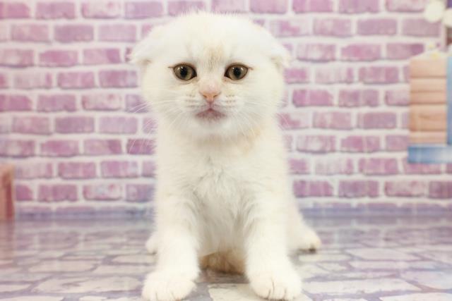 沖縄県のスコティッシュフォールド (Coo&RIKU沖縄浦添店/2023年3月26日生まれ/女の子/クリームタビーホワイト)の子猫