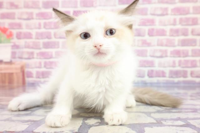 東京都のラグドール (Coo&RIKU三軒茶屋店/2023年3月7日生まれ/女の子/シールポイントバイカラー)の子猫