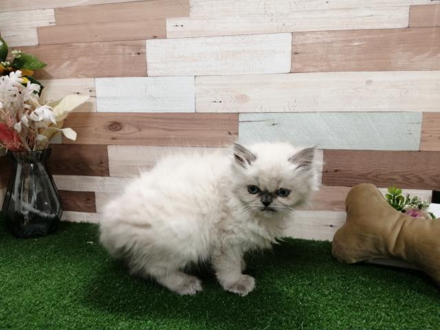 ヒマラヤン