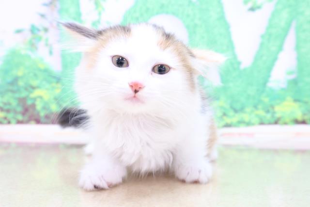 大阪府のミヌエット (Coo&RIKU心斎橋店/2023年4月2日生まれ/女の子/ブラウンパッチドタビーホワイト)の子猫