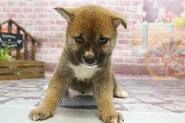 柴犬