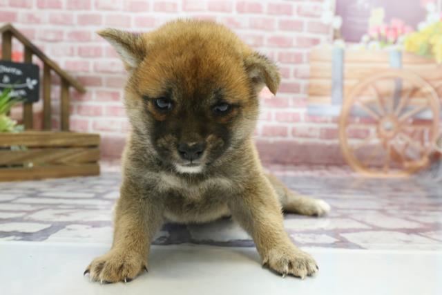 柴犬