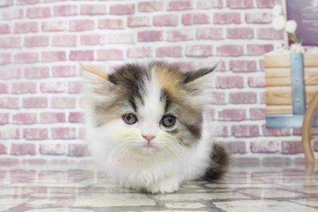 長崎県のミヌエット (Coo&RIKU長崎浜町店/2023年4月1日生まれ/女の子/シルバーパッチドタビーホワイト)の子猫
