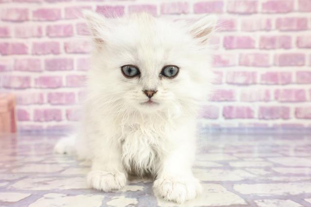 大阪府のミヌエット (Coo&RIKU和泉店/2023年4月5日生まれ/女の子/チンチラシルバー)の子猫