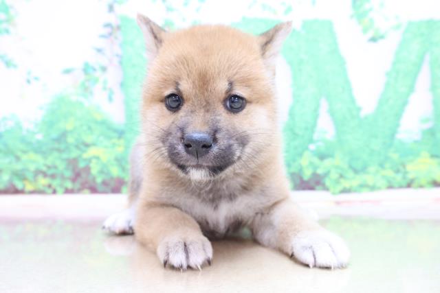 柴犬