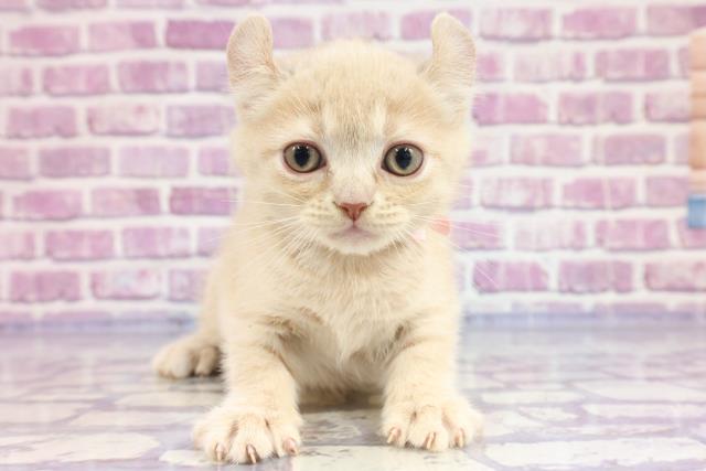 北海道のキンカロー (Coo&RIKU帯広店/2023年4月5日生まれ/女の子/クリームタビー)の子猫