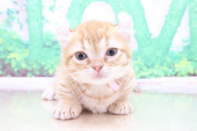 大阪府のキンカロー (Coo&RIKU和泉店/2023年4月5日生まれ/女の子/レッドタビー)の子猫
