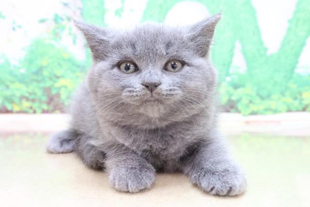 三重県のブリティッシュショートヘアー (Coo&RIKU四日市店/2023年4月3日生まれ/女の子/ブルー)の子猫
