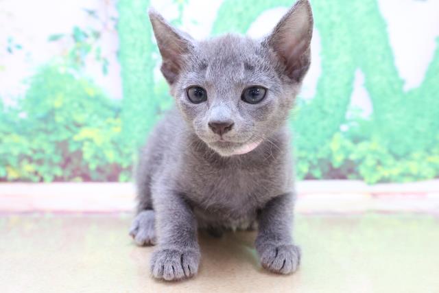 ペットショップCoo&RIKU | ロシアンブルー