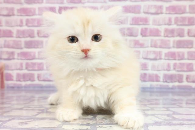 神奈川県のラガマフィン (Coo&RIKU江の島店/2023年4月9日生まれ/女の子/カメオタビー)の子猫の1枚目の画像