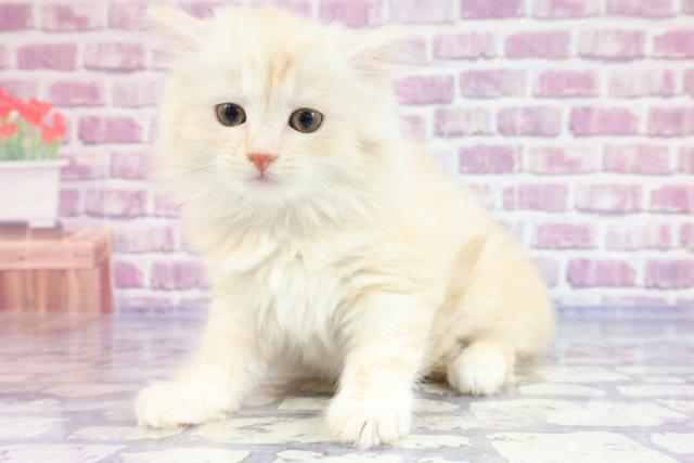 神奈川県のラガマフィン (Coo&RIKU江の島店/2023年4月9日生まれ/女の子/カメオタビー)の子猫の2枚目の画像