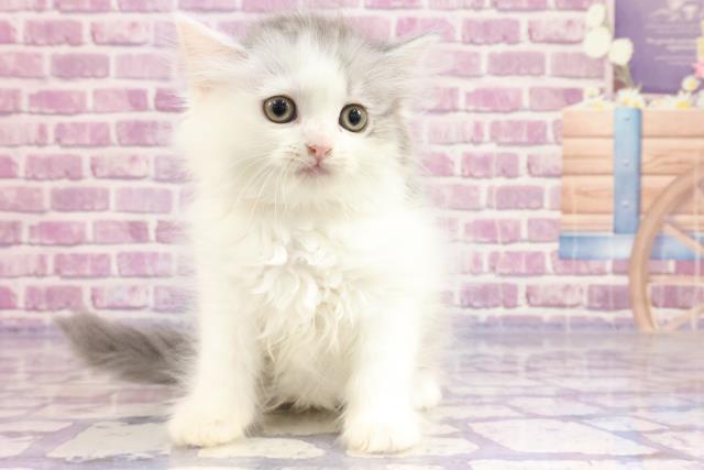 福岡県のマンチカン (Coo&RIKU福岡東店/2023年4月8日生まれ/女の子/ブルータビーホワイト)の子猫