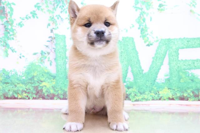 神奈川県の柴犬 (Coo&RIKU相模原店/2023年4月11日生まれ/男の子/レッド(赤))の子犬