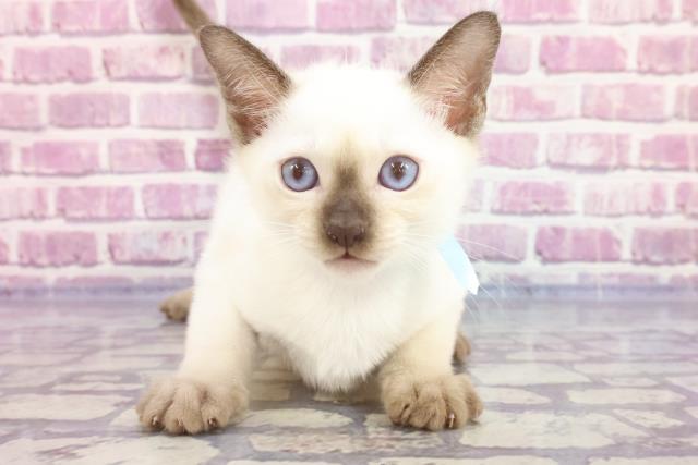 秋田県のトンキニーズ (Coo&RIKU秋田店/2023年4月10日生まれ/男の子/ナチュラルポイント)の子猫